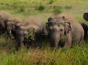 Ardent Measures Save Captive Elephants