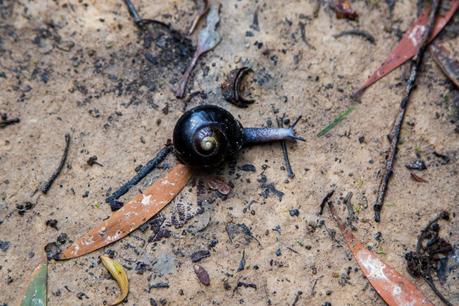  Otway Black Snail Victaphanta compacta