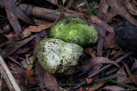 green coloured fungi otways