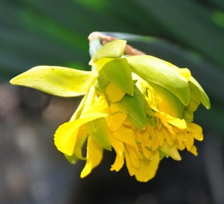 Blooms and Blossoms