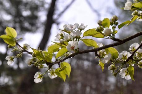 Blooms and Blossoms