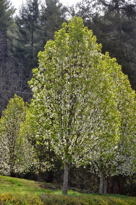 Blooms and Blossoms