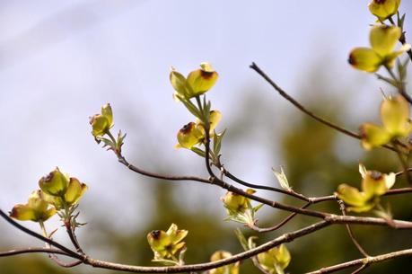 Blooms and Blossoms