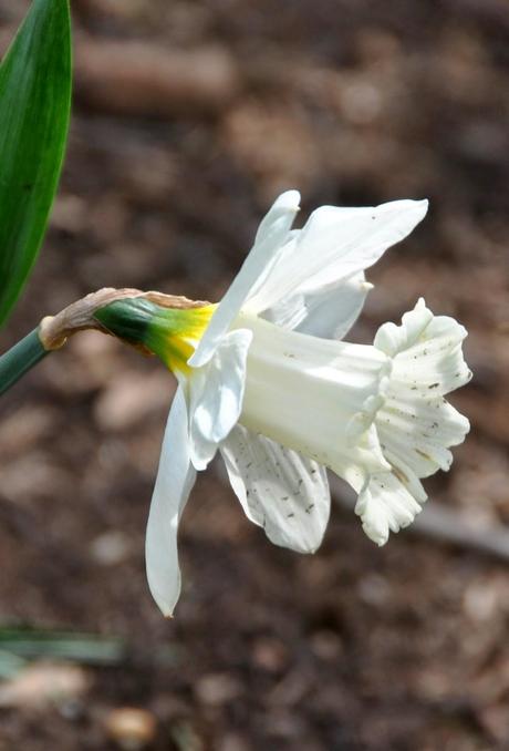 Blooms and Blossoms