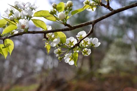 Blooms and Blossoms