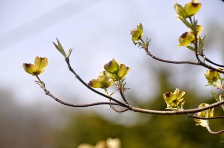 Blooms and Blossoms