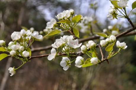 Blooms and Blossoms