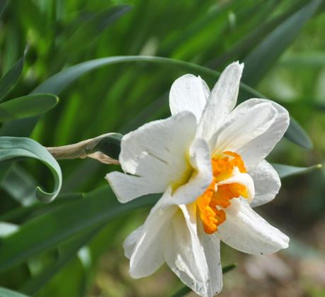 Blooms and Blossoms