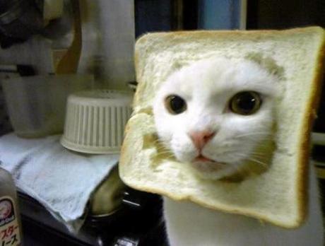 The World’s Top 10 Best Images of Cats In Food