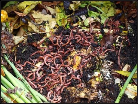 Denizens of the compost bin