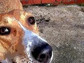 Lurcher Portrait