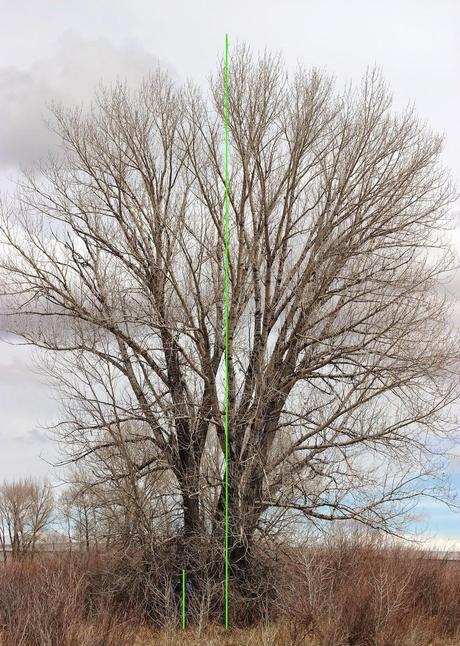 Tree-measuring -- an alternative to Spring