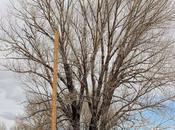 Tree-measuring Alternative Spring