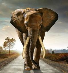 March For Elephants | Saving The Elephant From Extinction