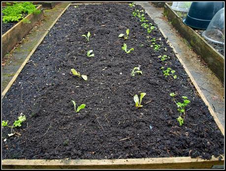 Planting Lettuce seedlings