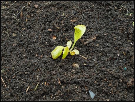 Planting Lettuce seedlings