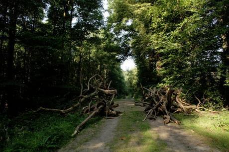 Road leading into the Hambach Forest camp, 2013.