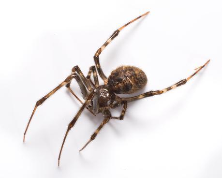 37_House Spider