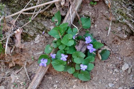 Out and About and Giddy with Spring