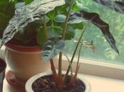 Common Mistakes When Caring House Plants