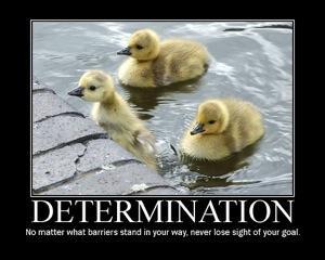 Not “Crazy,” Just Dedicated