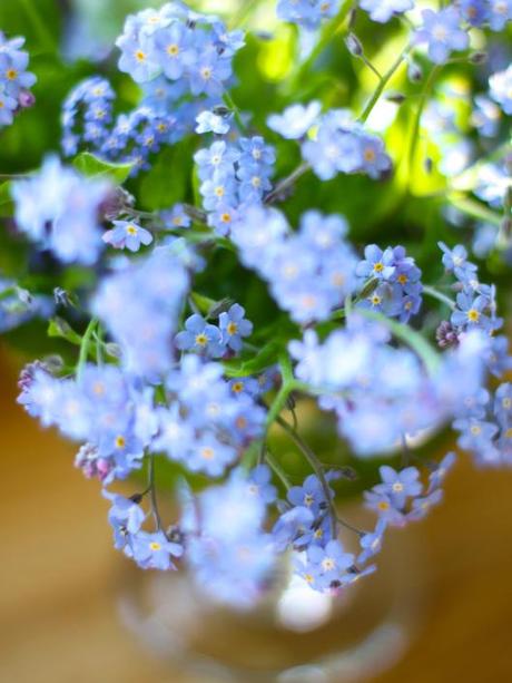 Forget-Me-Nots