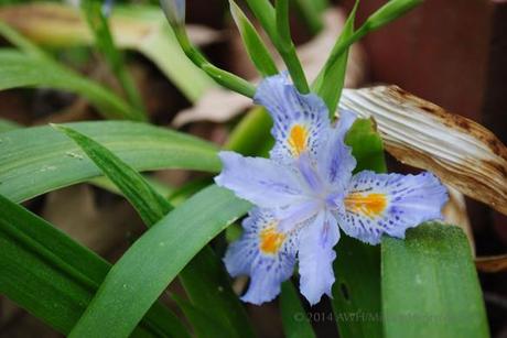 Iris 'Eco Easter'