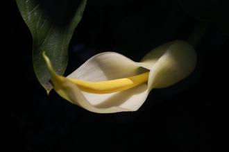 Arum creticum Flower (16/03/2014, Kew Gardens, London)