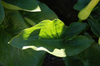 Arum creticum Leaf (16/03/2014, Kew Gardens, London)