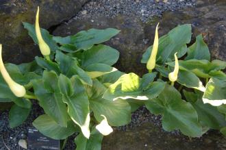 Arum creticum (16/03/2014, Kew Gardens, London)