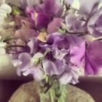 SCENTED SWEET PEAS