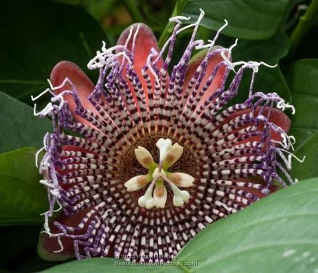 Giant Granadilla Passion Flower © 2013 Patty Hankins