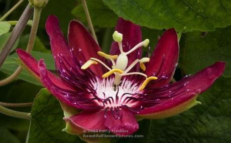 Lady Margaret Passion Flower © 2013 Patty Hankins