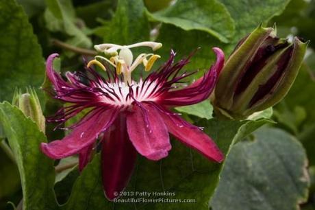 Lady Margaret Passion Flower © 2013 Patty Hankins