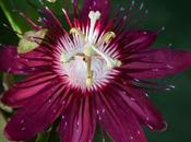 More Passion Flowers