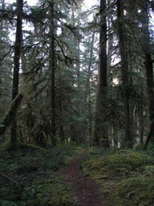 H.J. Andrews Experimental Forest Oregon