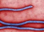 Deadly Ebola Virus Jumps from Africa’s Jungles Urban Centers