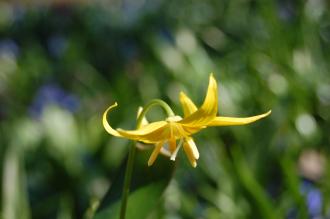 Erythronium tuolumnense Flower (16/03/2014, Kew Gardens, London)