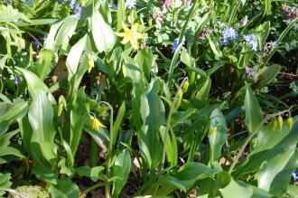 Erythronium tuolumnense (16/03/2014, Kew Gardens, London)