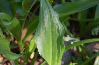 Erythronium tuolumnense Leaf (16/03/2014, Kew Gardens, London)