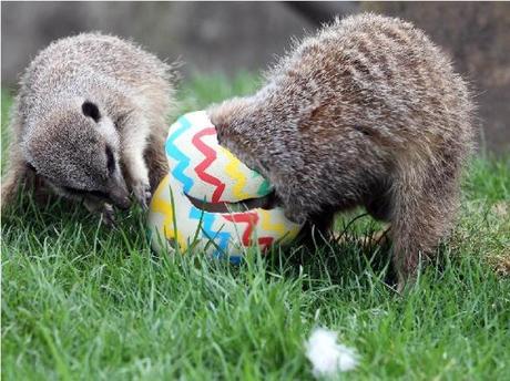 The World’s Top 10 Best Images of Animals With Easter Eggs