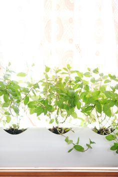 I'm Loving...PVC pipe window sill planter