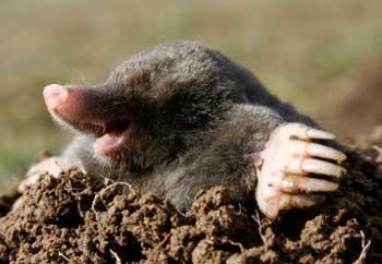 the wonders of mole soil