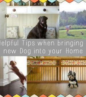 bringing your dog home