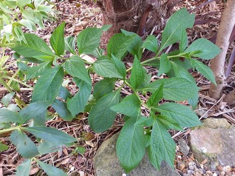 Foliage Follow-Up April 2014