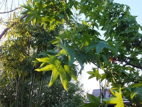 Foliage Follow-Up April 2014