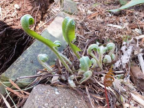 Foliage Follow-Up April 2014
