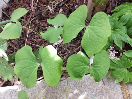 Foliage Follow-Up April 2014