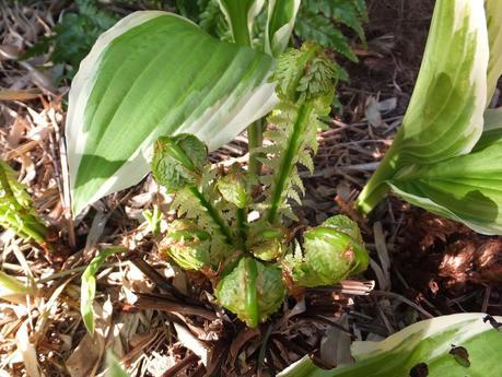 Foliage Follow-Up April 2014