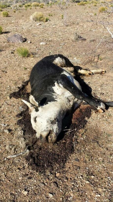 Video! FEDS Terror Rampage Kills Cattle & Leaves #BundyRanch Trail Of Destruction